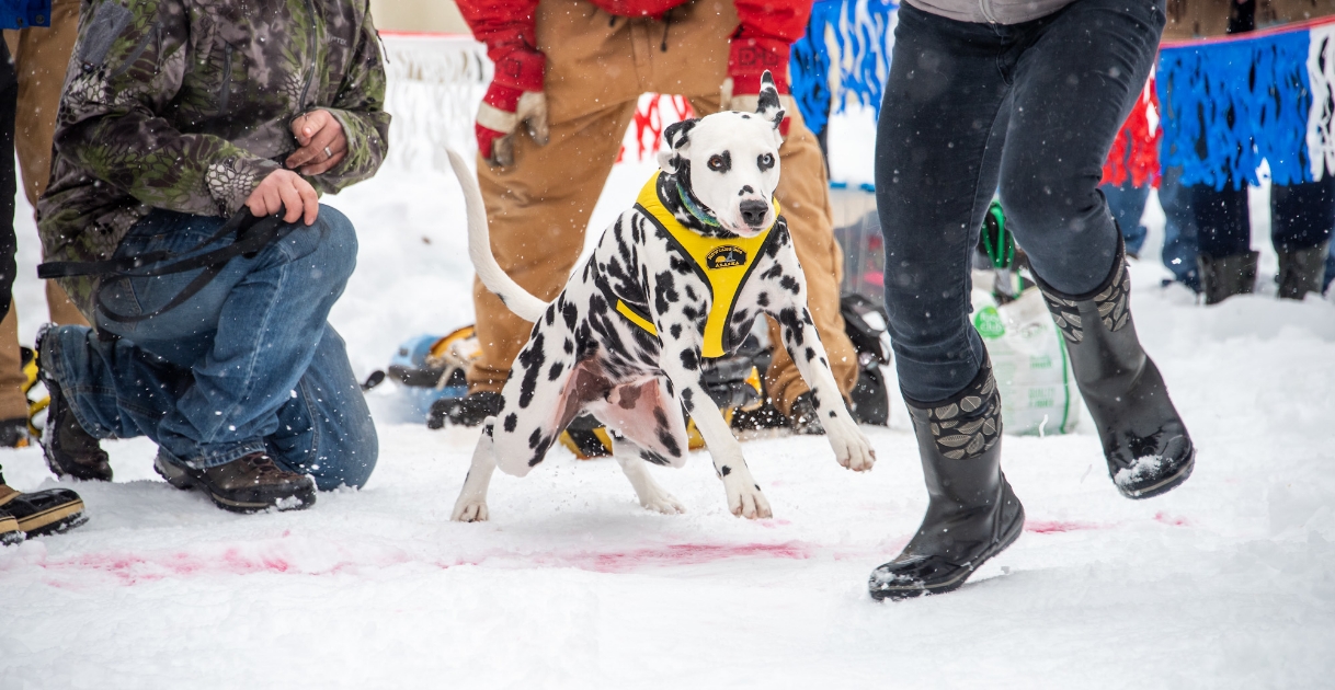 People stand around a dalmatian as it prepares for a dog sled race.